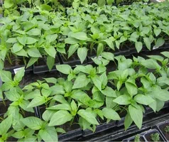 تصویر 4 از نشا فلفل دلمه‌ ای رنگی در تنوع بالا